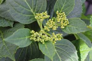 Hydrangea macrophylla Bridal Bouquet