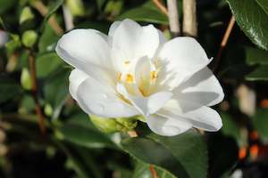 Camellia Chch Canterbury: Camellia Silver Tower