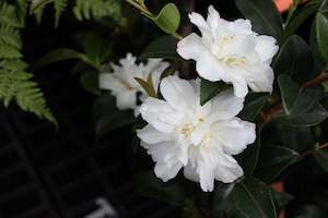 Camellia Chch Canterbury: Camellia Silver Dollar