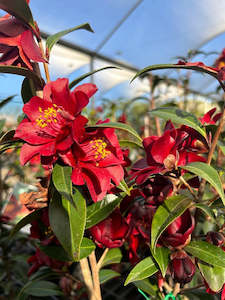 Camellia Chch Canterbury: Camellia Night Rider