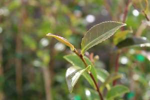 Camellia Chch Canterbury: Camellia Early Pearly