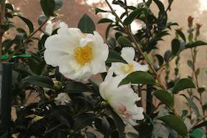 Camellia Chch Canterbury: Camellia Blizzard