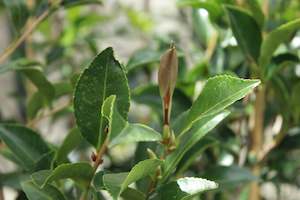 Camellia Chch Canterbury: Camellia sasanqua Setsugekka