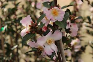 Camellia Chch Canterbury: Camellia Fairy Blush