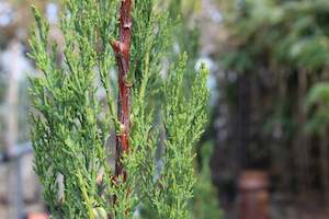 Cupressus Green Arrow