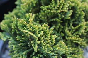 Conifers Chch Canterbury: Chamaecyparis obtusa Nana