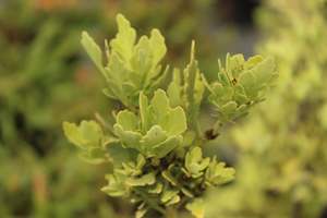 Conifers Chch Canterbury: Phyllocladus alpina