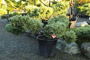 Conifers Chch Canterbury: Juniper virginiana Blue Cloud