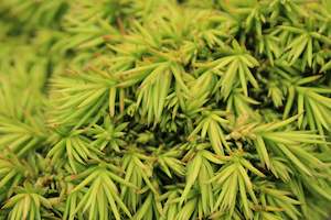 Conifers Chch Canterbury: Cryptomeria japonica Tenzan