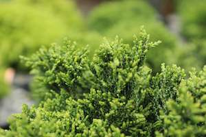 Conifers Chch Canterbury: Chamaecyparis Green Globe
