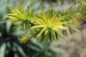 Araucaria angustifolia
