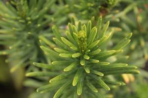 Conifers Chch Canterbury: Cephalotaxus harringtonia Fastigiata