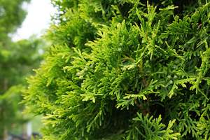 Conifers Chch Canterbury: Thuja occidentalis Smaragd