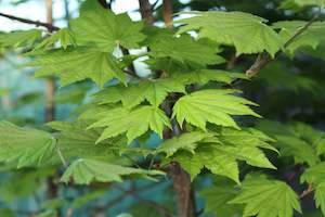 Deciduous: Acer japonicum Vitifolium
