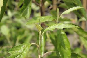 Deciduous: Malus ioensis Plena