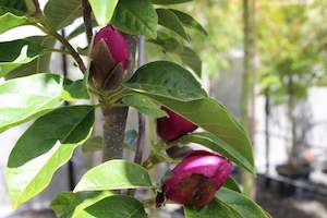 Deciduous: Magnolia Cleopatra