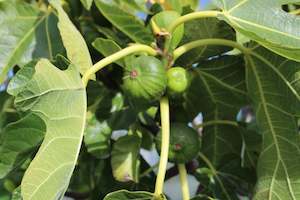 Deciduous: Fig Mrs Williams