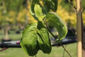 Cornus florida Cloud 9