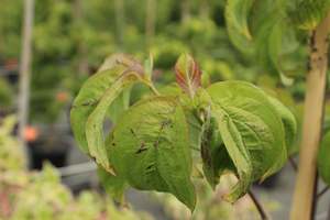 Deciduous: Cornus florida Cherokee Chief