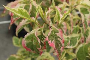 Deciduous: Cornus Cherokee Daybreak