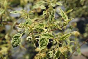 Cornus alternifolia Argentea