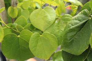 Deciduous: Cercis Spring Snow