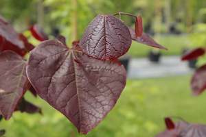 Deciduous: Cercis Forest Pansy