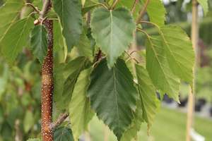 Deciduous: Betula White Spire