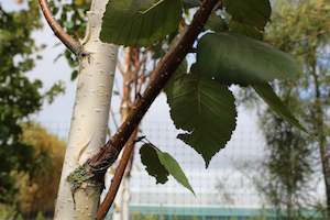 Deciduous: Betula Jacquemontii