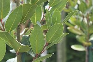 Edibles Chch Canterbury: Laurus nobilis Verdi