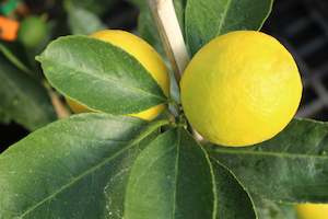 Edibles Chch Canterbury: Citrus dwarf bearrs Tahitian Lime