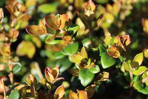 Edibles Chch Canterbury: Myrtus ugni