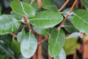 Edibles Chch Canterbury: Feijoa Waingaro