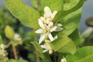 Edibles Chch Canterbury: Citrus Lemonade