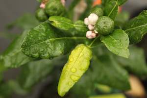 Citrus Kaffir Lime