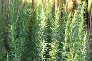 Edibles Chch Canterbury: Rosmarinus Tuscan Blue