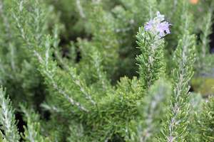 Edibles Chch Canterbury: Rosmarinus Lockwood de Forest