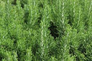 Edibles Chch Canterbury: Rosmarinus Chef's Choice