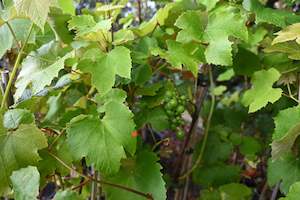 Edibles Chch Canterbury: Grape Niagara