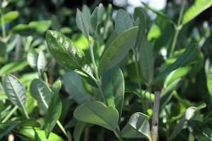 Edibles Chch Canterbury: Feijoa Takaka