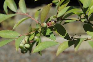 Edibles Chch Canterbury: Blueberry Tifblue