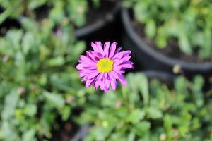 Brachycome Brasco Purple