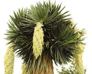 Evergreen Plants Chch Canterbury: Yucca fillifera
