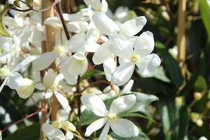 Evergreen Plants Chch Canterbury: Clematis armandii