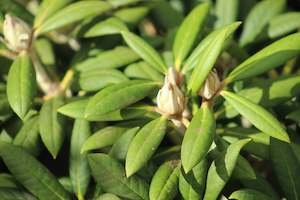Evergreen Plants Chch Canterbury: Rhododendron Grumpy