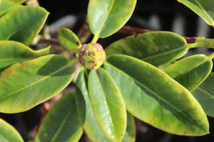 Evergreen Plants Chch Canterbury: Rhododendron Lemon Lodge