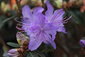 Rhododendron Blue Diamond