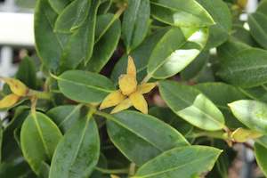 Evergreen Plants Chch Canterbury: Rhododendron Bruce Brechbill