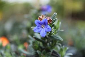 Evergreen Plants Chch Canterbury: Lithospermum Grace Ward
