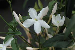 Jasminum polyanthum